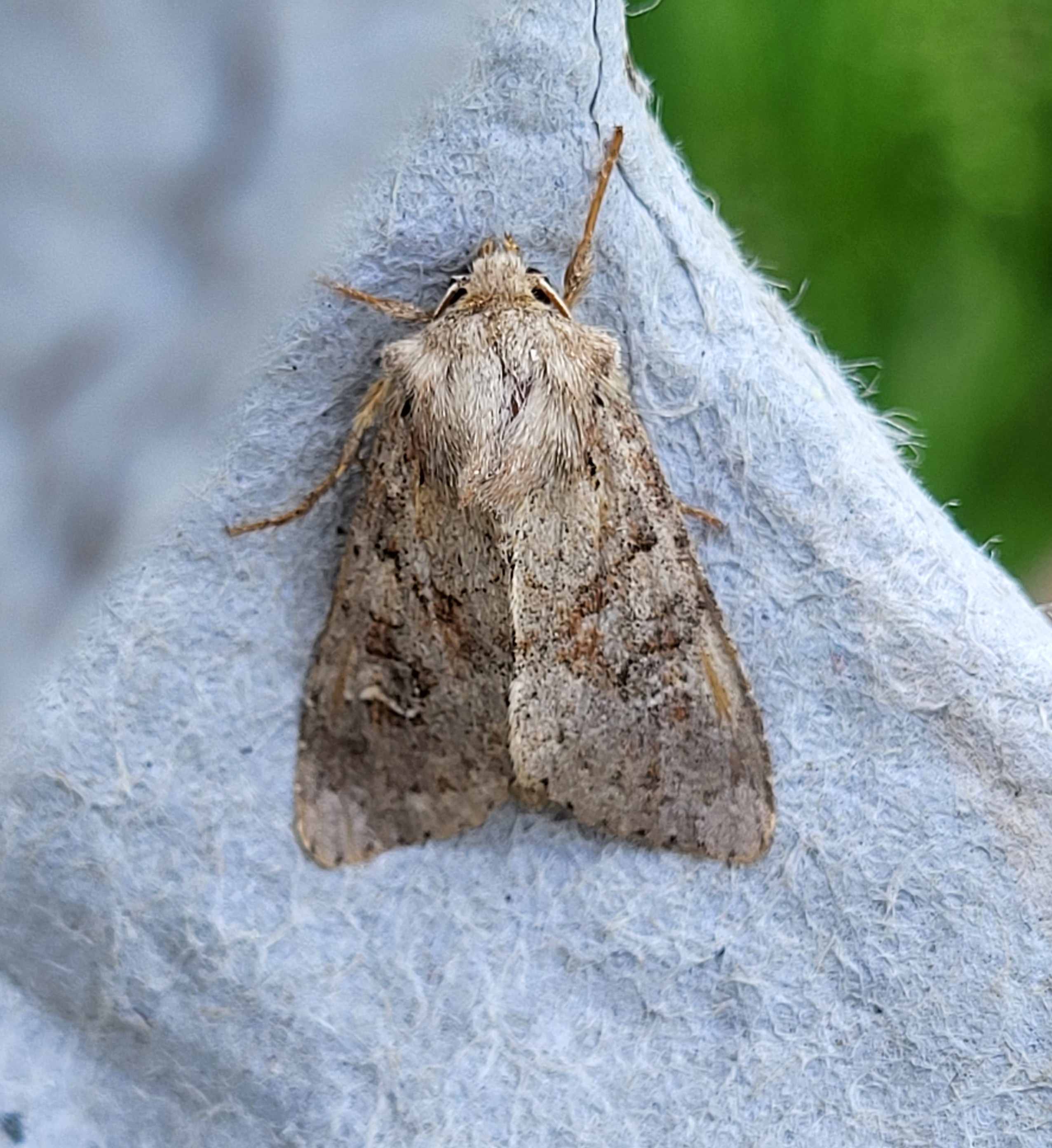 Photo of Rustic Shoulder-knot (Apamea sordens)